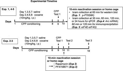 Reactivation of cocaine contextual memory engages mechanistic target of rapamycin/S6 kinase 1 signaling